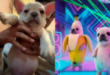 “Pibble”, el trend viral que conquista TikTok
