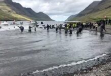 Matanza de 706 delfines en Islas Feroe desata indignación mundial