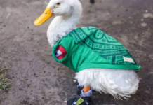 ¿Problemas para el pato Merlín? FIFA lo pone en la mira en el Mundial 2026