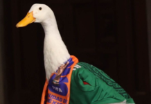 Pato Merlín conquista redes y se vuelve fenómeno del Mundial 2026