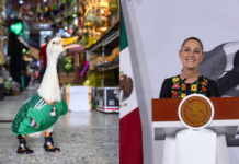 Pato Merlín estrena casa tras apoyo del Gobierno de Sheinbaum