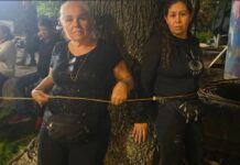 Más de 80 mil firmas buscan frenar tala de árboles por el Morebús