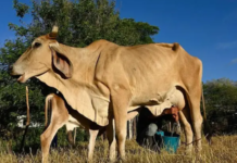 El Niño golpea al Corredor Seco: sequía deja pérdidas de cosechas y falta de alimento